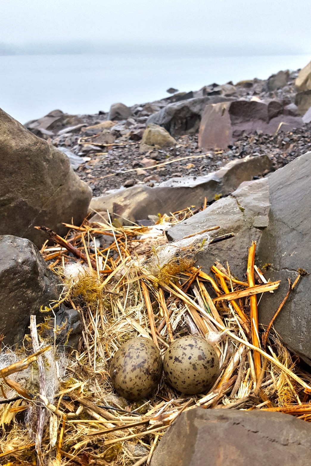 1 20180531_053020.jpg