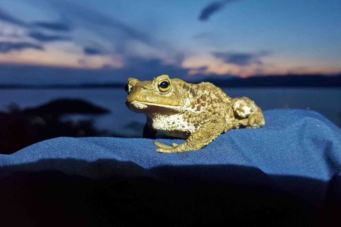 2 20180713_230451.jpg