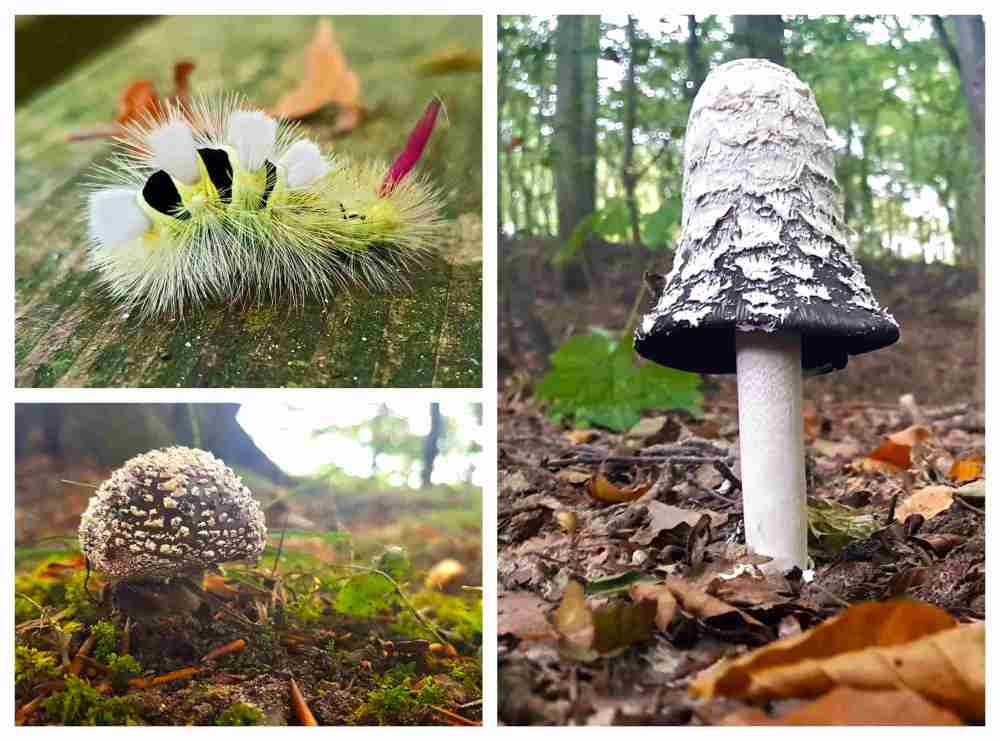 Mushroom Collage (1)