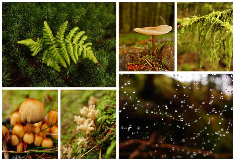 1 galloway forest collage